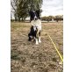 Border Collie Aussi Mix - Rüde