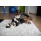 Border Collie Australian Shepherd mix Welpen - Rüde