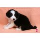 Border-Collie - Hündin