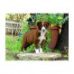 Border-Collie - Hündin