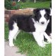 Border-Collie - Hündin