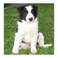 Border-Collie - Hündin