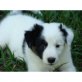Border-Collie - Hündin