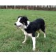 Border-Collie - Hündin