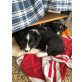 Border-Collie - Hündin