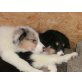 Border-Collie - Hündin