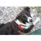 Border Collie Mix - Hündin