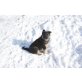 Border Collie Mix Welpen Welpen - Rüde