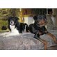 Border - Collie / Rottweiler Welpen - Rüde