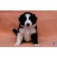 Border-Collie - Rüde