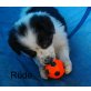 Border-Collie - Rüde