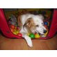 Border Collie - Rüde