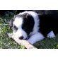 Border-Collie - Rüde