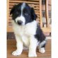 Border-Collie - Rüde