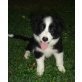 Border-Collie - Rüde