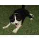 Border-Collie - Rüde