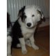 Border-Collie - Rüde