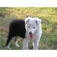 Border-Collie - Rüde