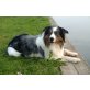 Border-Collie - Rüde