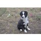 Border-Collie - Rüde