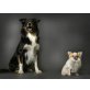 Border-Collie - Rüde