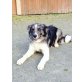 Border-Collie - Rüde