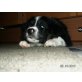 Border-Collie - Rüde