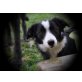 Border-Collie - Rüde