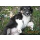 Border-Collie - Rüde