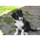 Border-Collie - Rüde