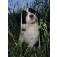 Border-Collie - Rüde