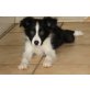 Border Collie Rüde Bailey, Border-Collie Welpen - Rüde