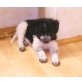 Border Collie + Schnauzer/JRT Welpen - Rüde