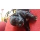 Border Collie Terrier-pinscher  Welpen - Hündin