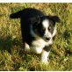 Border-Collie Welpen - Hündin