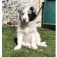 Border-Collie Welpen - Hündin