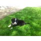 Border-Collie Welpen - Hündin