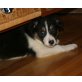 Border-Collie Welpen - Hündin