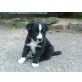 Border-Collie Welpen - Hündin