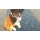 Border-Collie Welpen - Hündin