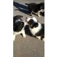 Border-Collie Welpen - Hündin
