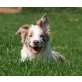 Border-Collie Welpen - Hündin