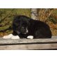 Border-Collie Welpen - Hündin
