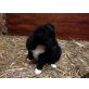 Border-Collie Welpen - Hündin