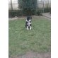 Border-Collie Welpen - Hündin