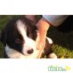 Border-Collie Welpen - Hündin