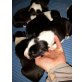 Border-Collie Welpen - Hündin