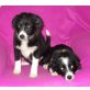 Border Collie Welpen - Hündin