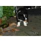 Border-Collie Welpen - Hündin