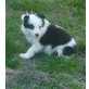 Border-Collie Welpen - Hündin